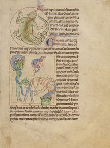 Um lagarto; Salamandras de Unknown artist