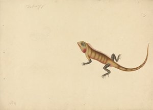 Um Lagarto com Esboços de um Escorpião e de uma Aranha de Unknown artist