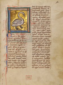 Um cisne de Unknown artist