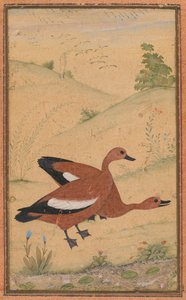 Um par de patos Brahminy de Unknown artist