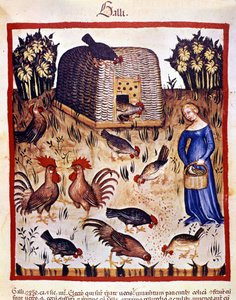 Uma jovem mulher num quintal baixo alimenta galinhas e galos. Iluminação a partir da ordenha de medicamentos e dietética "Tacuinum sanitatis". de Unknown artist