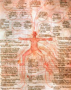 Gráfico anatômico ilustrando a circulação sanguínea Miniatura do manuscrito "De cirúrgia" do século XIII Veneza Biblioteca Marciana de Unknown artist