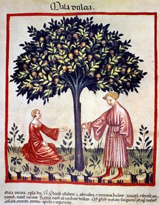 Apanhar maçãs. Iluminação a partir da ordenha de medicamentos e dietética "Tacuinum sanitatis". de Unknown artist
