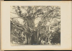 Árvore de Baobá. Mombassa. de Unknown artist