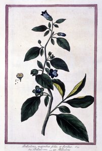 Belladonna, flores e bagas. Planta venenosa usada em medicina. Gravura depois de um herbário do século XIX. de Unknown artist