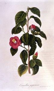 Tábua botânica: Camelia, do Japão. Gravura do século XIX de Unknown artist
