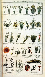 Tábua botânica: Classificação de plantas por Carl von LINNE (1707-1778), naturalista sueco em "" Compendium Botanices Systematis Linnean "". Edição de Unknown artist