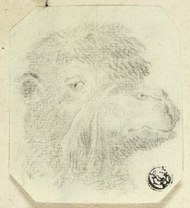 Cabeça de camelo virada para a direita de Unknown artist