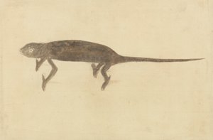 Chamaeleon de Unknown artist