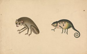 Camaleão e um Mamífero de Unknown artist