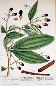 Cinnamon de Malabar (Índia) - painel botânico de Unknown artist