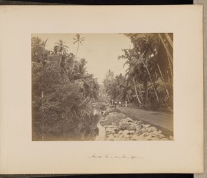 Bosque de cacau perto de Galle, Ceilão de Unknown artist
