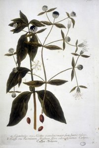 Planta de semente de café em um herbário do século XIX. de Unknown artist