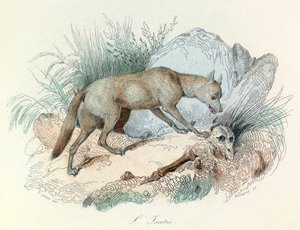 "Completes de Buffon" com a nomenclatura de Linneene e a classificação de Cuvier: Os animais: A raposa do Ártico (gravura) de Unknown artist