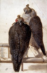Um par de falcões. Desenho do século XVIII. de Unknown artist