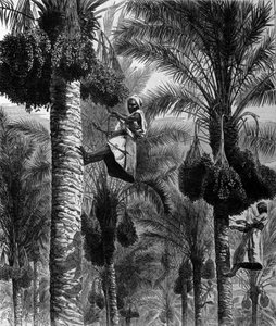 Escolha de datas no Ceilão (atual Sri Lanka) Gravura do século 19 de Unknown artist