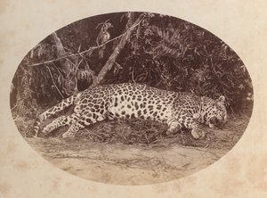 Leopardo morto de Unknown artist