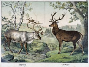 Deers - em "Natural History of Mammals", ed. Schreiber de Unknown artist