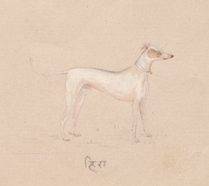 Cadela de Unknown artist