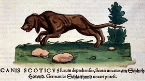 Cão do Historia Animalium de Conrad Gesner, Tiguri 1560. Biblioteca nazionale Braidense. Milão de Unknown artist