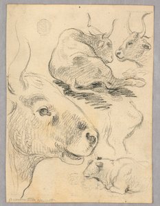 Desenho: Esboços de vacas de Unknown artist