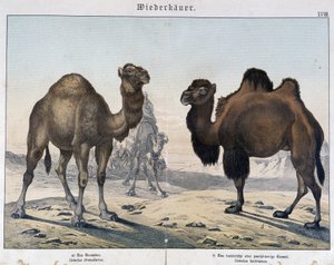 Dromedário e camelo - em "Histórias naturais de mamíferos", Ed. Shreiber, Munique de Unknown artist
