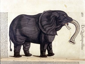 Elephant from the Historia Animalium de Conrad Gesner, Tiguri 1560. Biblioteca nazionale Braidense. Milão de Unknown artist