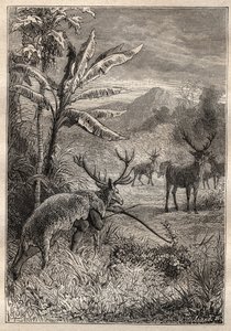 Expedição ao redor do mundo (1785-1788) por Jean Francois Galaup de La Perouse (1741-1788): técnica de caça para os índios da Baía de Monterey (Califórnia) - ilustração de "The Grands Mariners of the 18 century". de Unknown artist