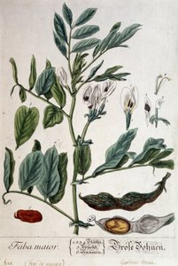 Faba Major (pântano feve) - tábua botânica de Unknown artist