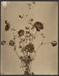 [Estudo floral]. de Unknown artist
