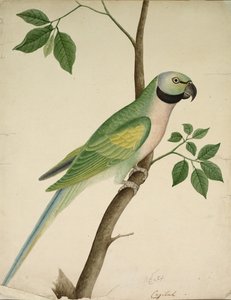 papagaio verde de Unknown artist