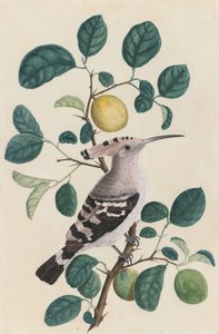 Hoopoe em um galho de árvore cítrica de Unknown artist