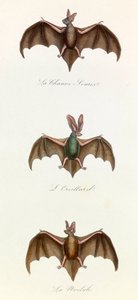 Ilustração do livro "Obras Completas de Buffon": Les Quadrupedes: Bat souris (gravura) de Unknown artist