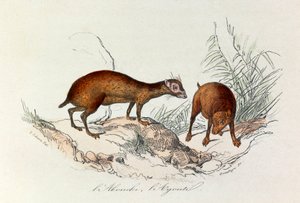 Ilustração do livro "Obras Completas de Buffon": Os quadrúpedes: L