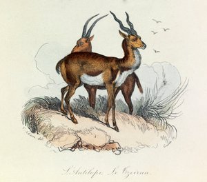 Ilustração do livro "Obras Completas de Buffon": Os quadrúpedes: L