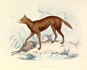 Ilustração do livro "Obras Completas de Buffon": Os quadrúpedes: O chacal (gravura) de Unknown artist
