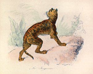 Ilustração do livro "Obras Completas de Buffon": Os quadrúpedes: O jaguar (gravura) de Unknown artist