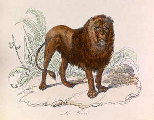 Ilustração do livro "Obras Completas de Buffon": Os quadrúpedes: O leão (gravura) de Unknown artist