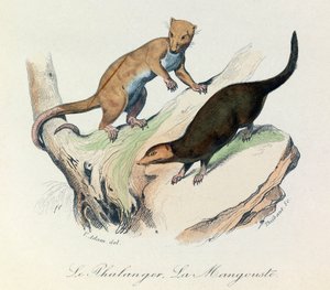 Ilustração do livro "Obras Completas de Buffon": Os quadrúpedes: Le phalanger et la mangouste (gravura) de Unknown artist