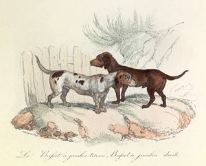 Ilustração do livro "Obras Completas de Buffon": Os animais: O basset com pernas torácicas e o basset com pernas rectas (gravura) de Unknown artist