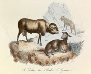 Ilustração do livro "Obras Completas de Buffon": Os animais: Le belier, la ewe et l