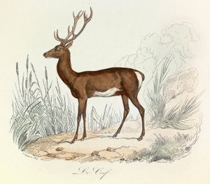 Ilustração do livro "Obras Completas de Buffon": Os animais: Le cerf (gravura) de Unknown artist