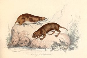 Ilustração do livro "Obras Completas de Buffon": Os animais: Le leming et le scherman (gravura) de Unknown artist