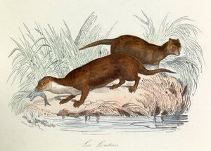 Ilustração do livro "Obras Completas de Buffon": Os animais: Les ottres (gravura) de Unknown artist