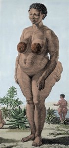 La Venus Hottentote, mulher de Bochiman; (The Hottentot Venus,) gravura de 1815. de Unknown artist