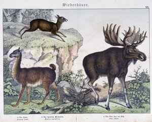 Lama, alce (alce) - em "Natural histories of mammals", ed. Schreiber de Unknown artist