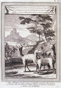 Lamas do Peru - em "Viagem Histórica da América do Sul feita pela Ordem do Rei de Espanha por Don George Juan e Don Antoine de Ulloa", T.1, no C.A. Jombert, Librairie du Roi, Paris de Unknown artist