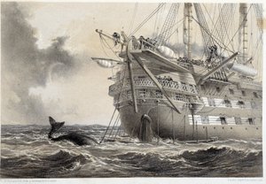 Colocação do cabo telegráfico atlântico, uma baleia à volta do barco de Unknown artist