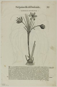 Folha de Discorsi de Petrus Andreas Matthiolus, placa 99 de xilogravuras de livros do século XVI de Unknown artist