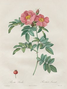 As Rosas: Rosa Lúcida de Unknown artist